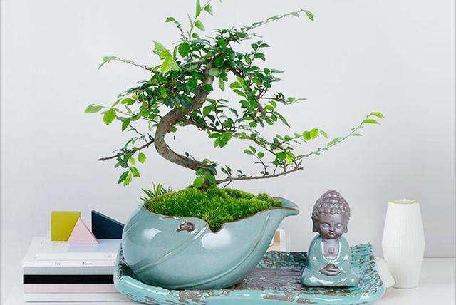 家居風(fēng)水，家居植物擺放，家居馬